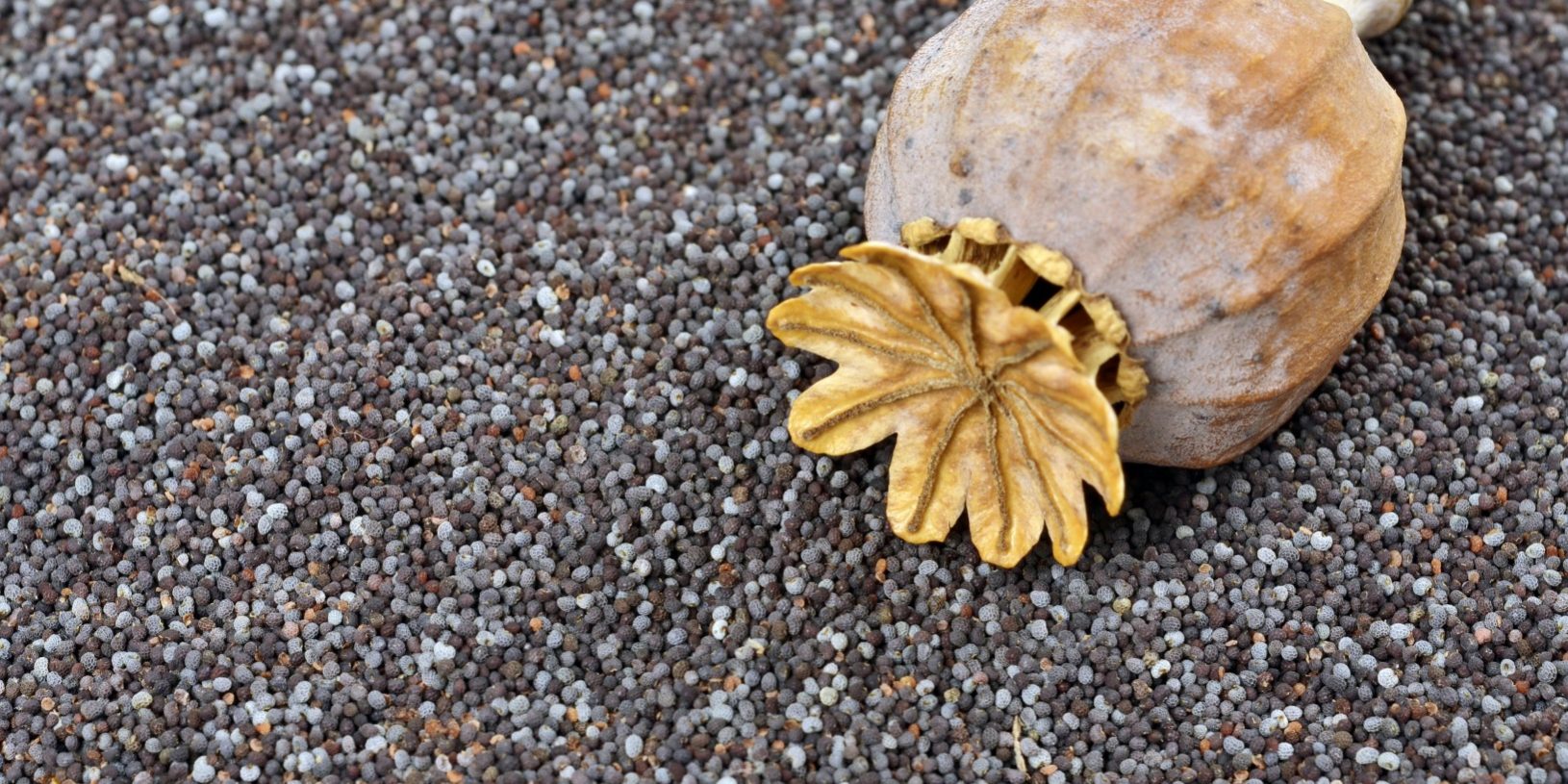 poppy seeds and poppy head background